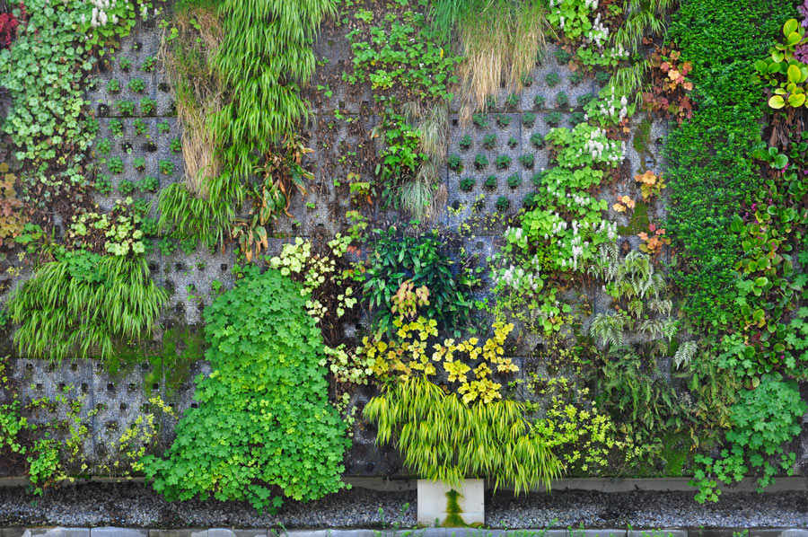 Parete esterna con giardino verticale