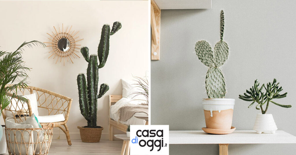 vari tipi di Cactus per abbellire casa