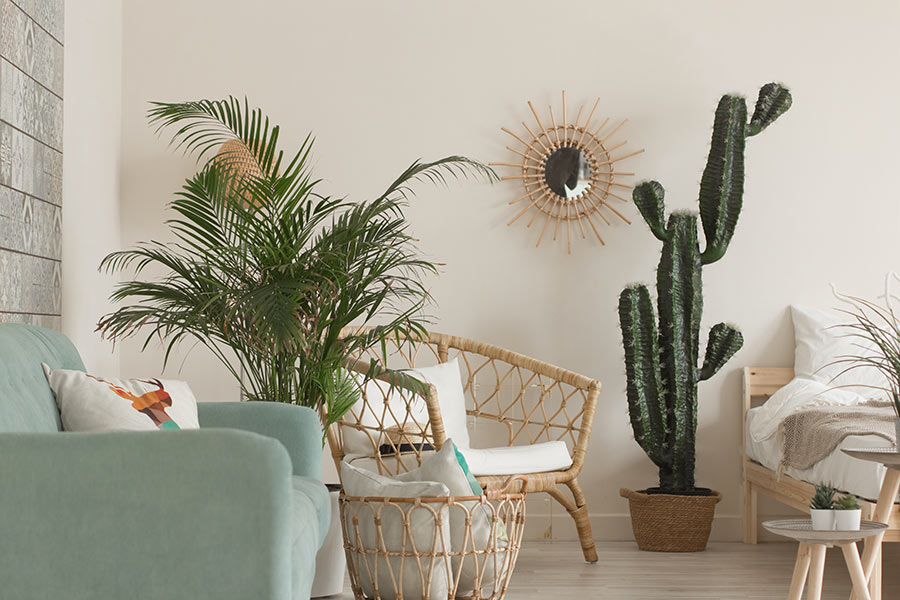 La pianta di cactus per decorare casa.