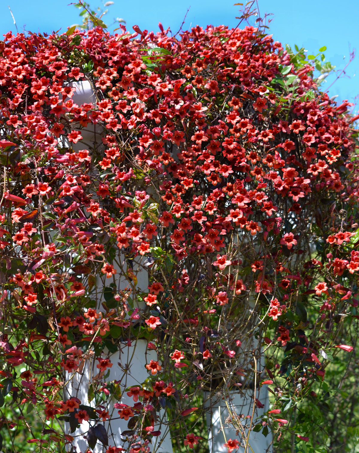 Pianta rampicante Bignonia Capredata.