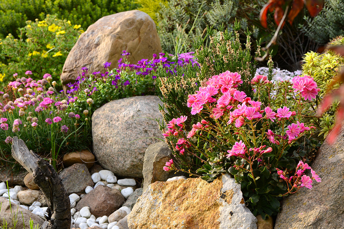 Realizzare un giardino roccioso