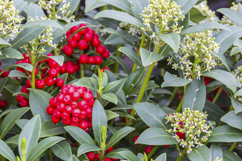 La Skimmia