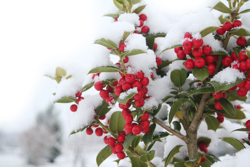 Agrifogli innevato.