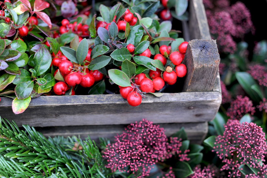 Gaultheria