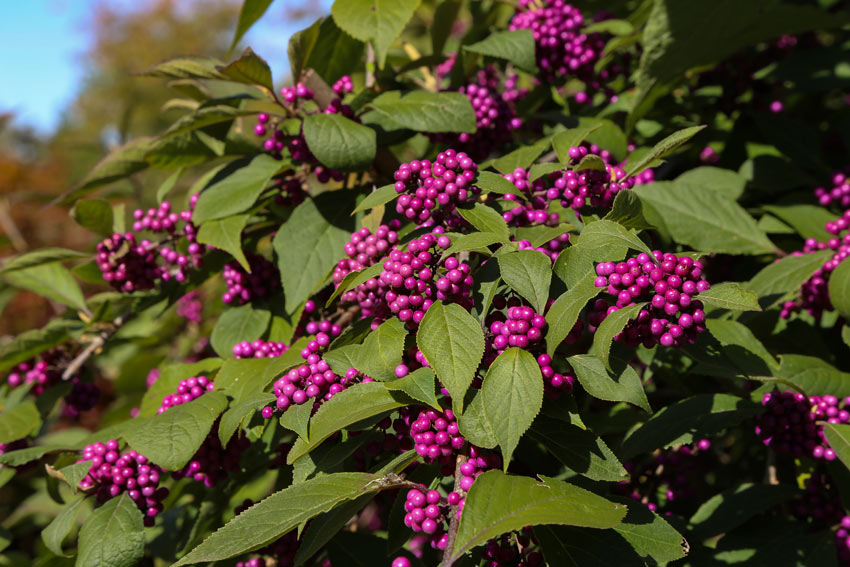 callicarpa