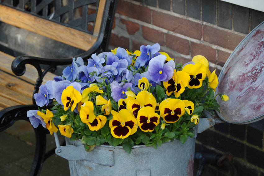 piante e fiori che resistono a pioggia e gelo, ideale in autunno inverno