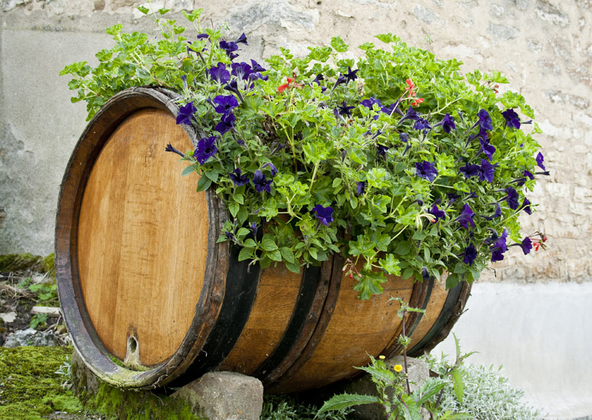 fiori in botte di vino