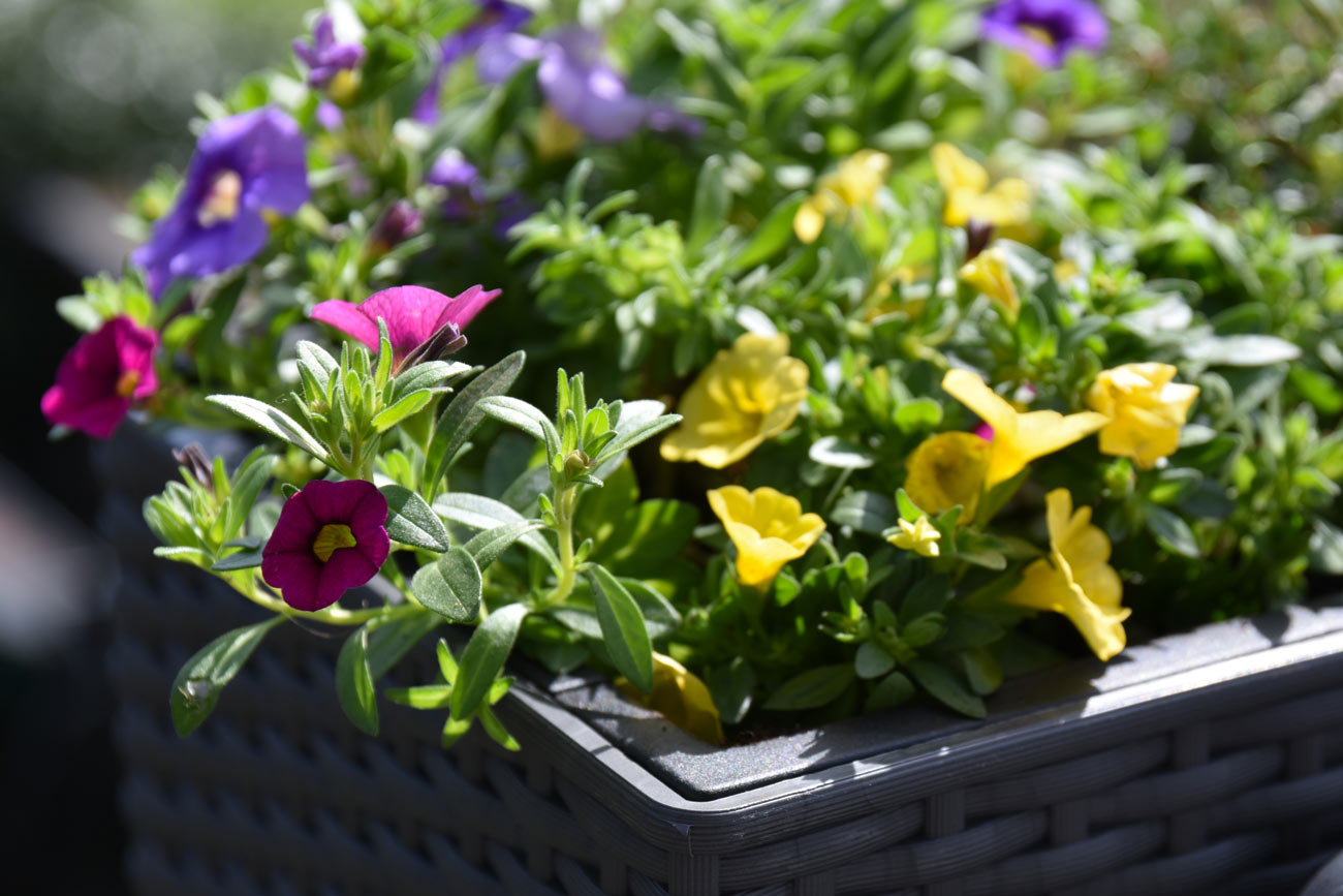 il segreto per un balcone coloratissimo: questa pianta facile da curare