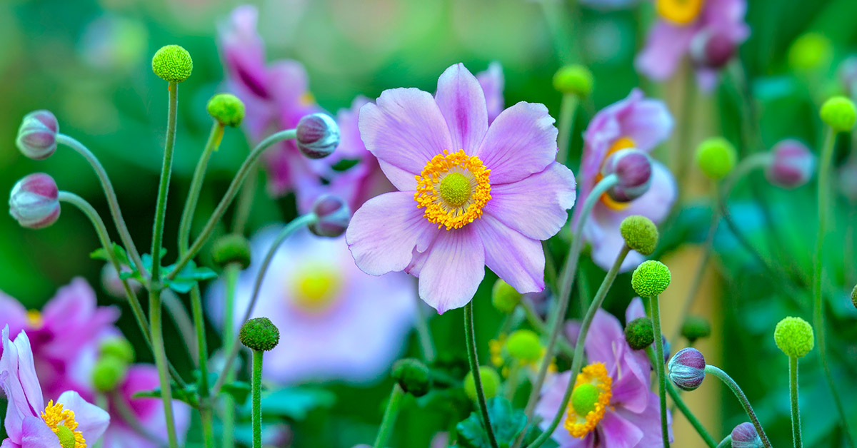 balcone colorato fiori