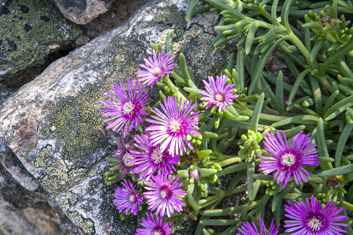 pianta grassa delosperma