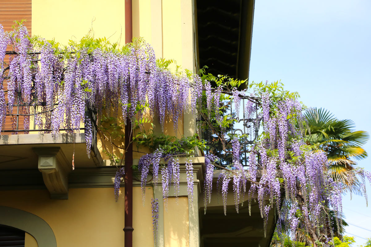 balcone con piante rampicanti con fiori