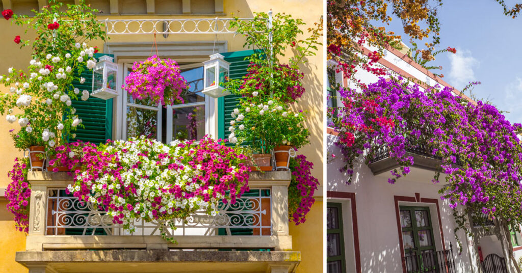 Decorare il balcone con piante rampicanti fiorite.