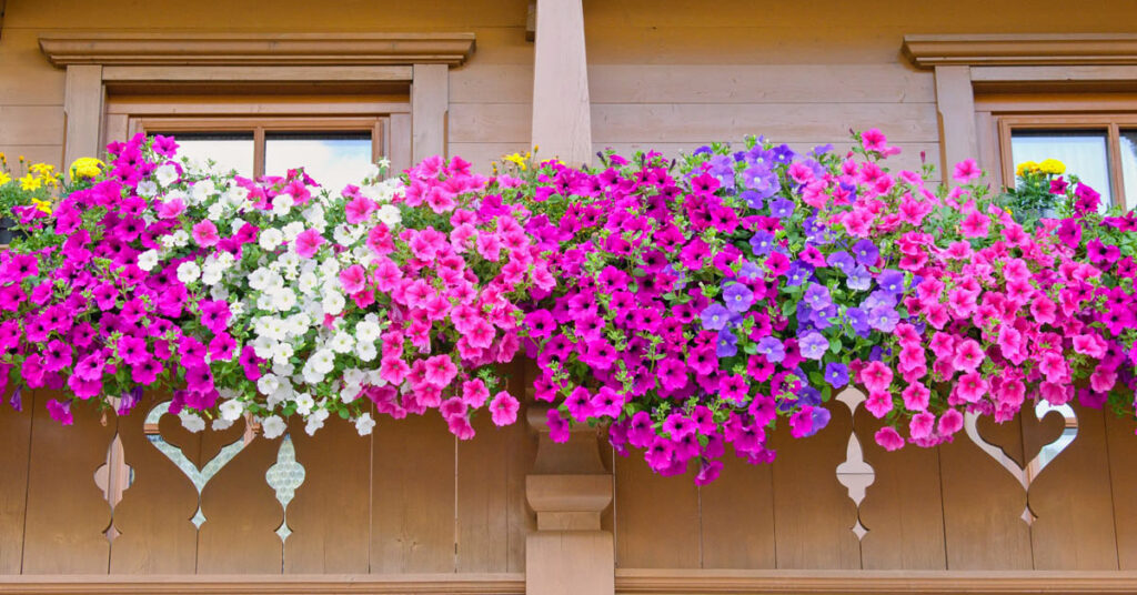 Fiori a cascata per decorare il balcone.