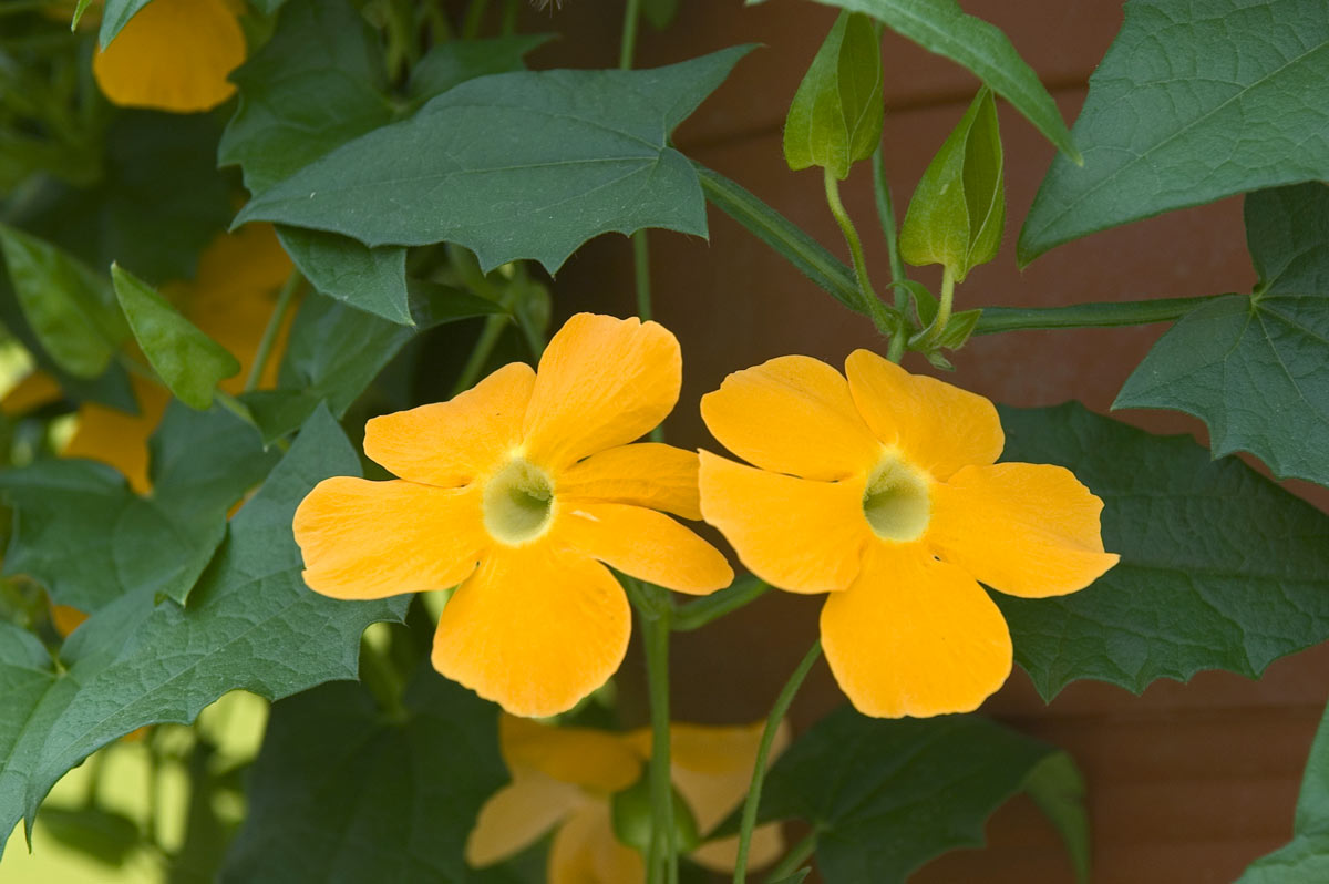 Piante rampicanti con fiori.