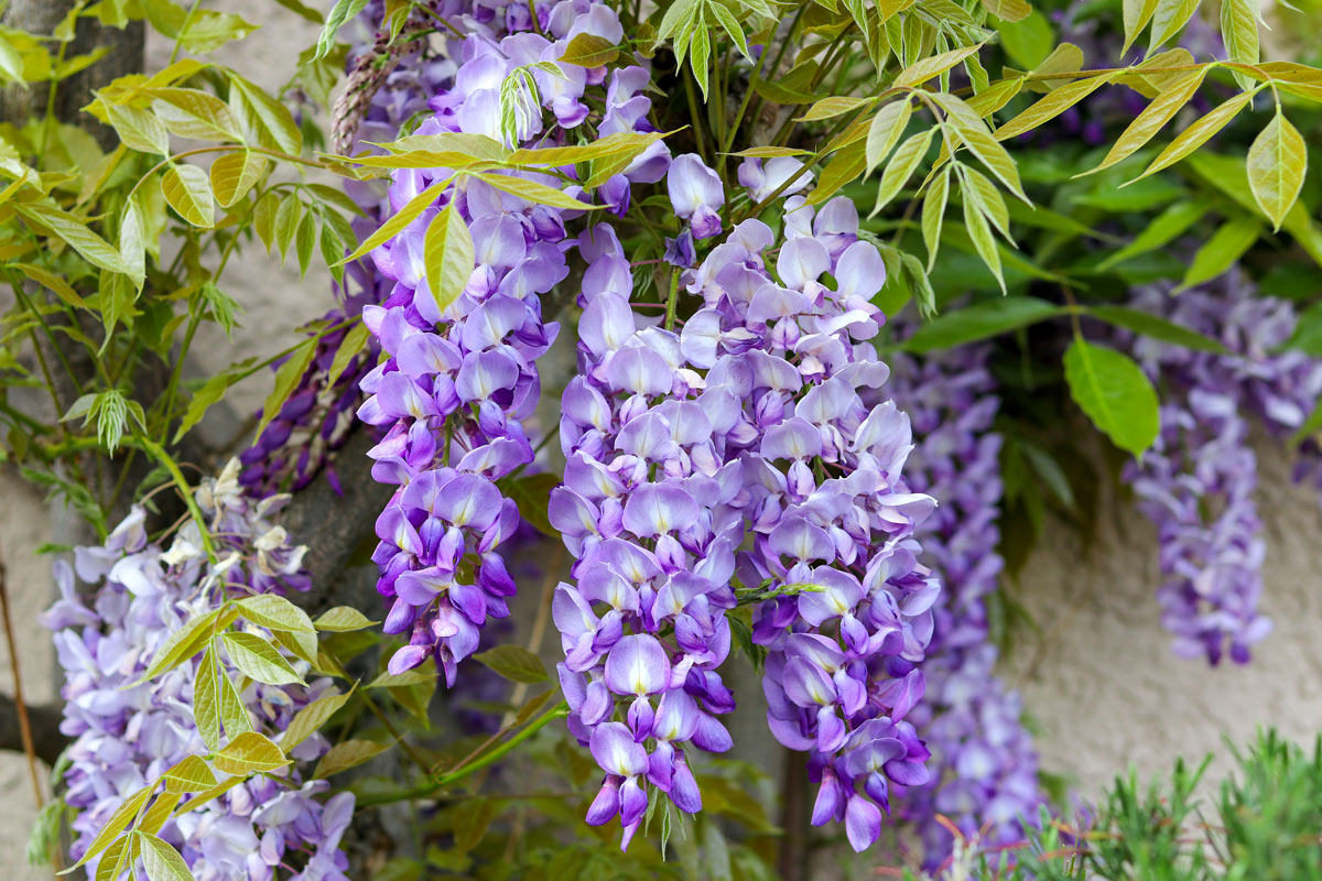 Piante rampicanti con fiori.