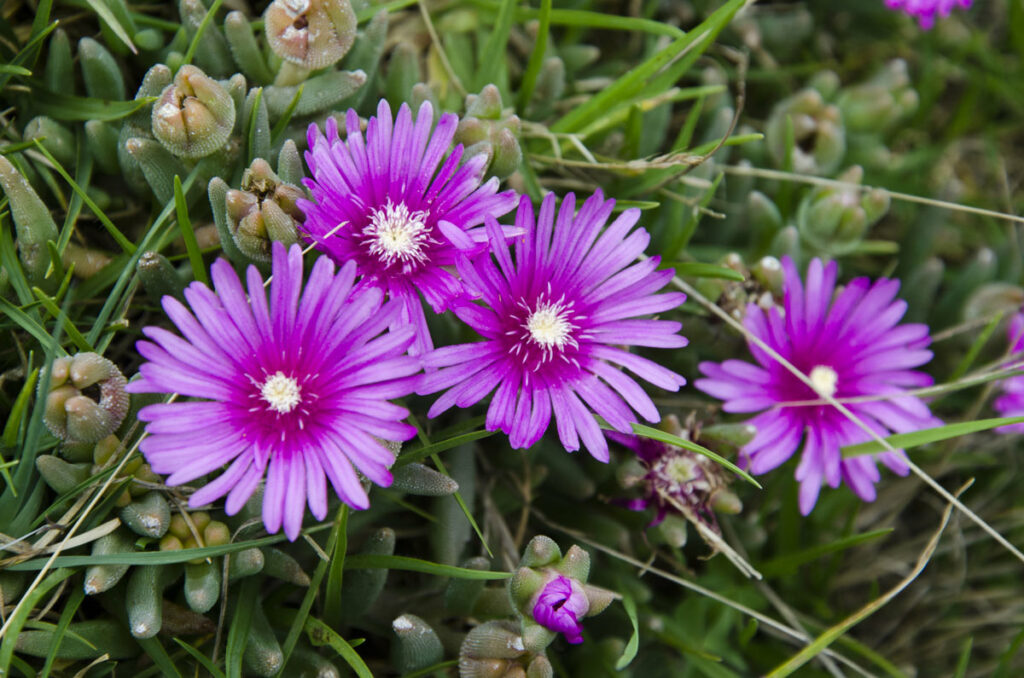 3 meravigliose varietà di piante grasse con fiori profumatissimi per abbellire il giardino