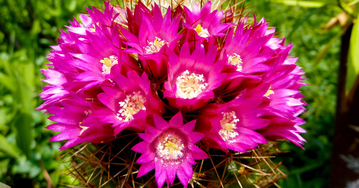 3 Meravigliose Varieta Di Piante Grasse Con Fiori Profumatissimi Per Abbellire Il Giardino