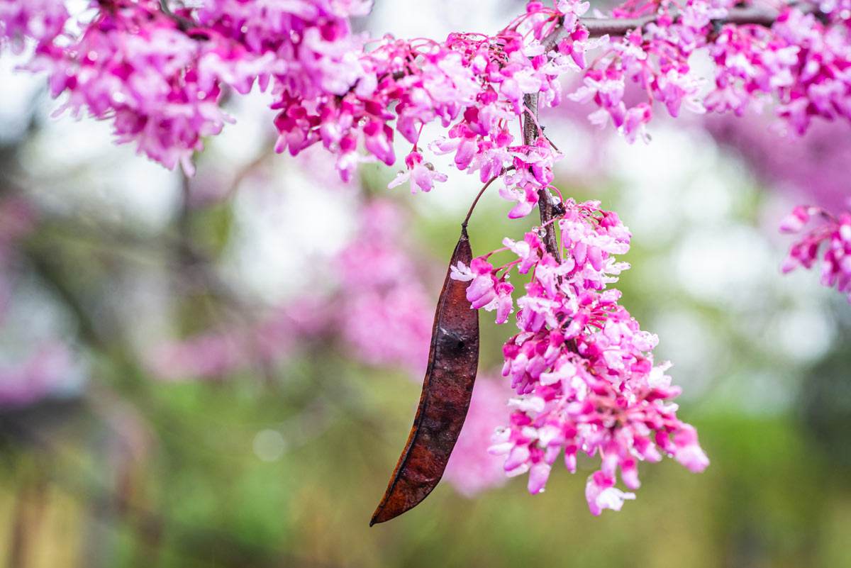 alberi da giardino piccoli con fiori coloratissimi