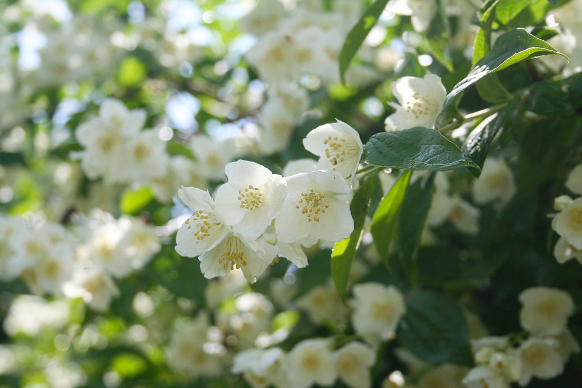 Arbusti con fiori profumati in giardino.