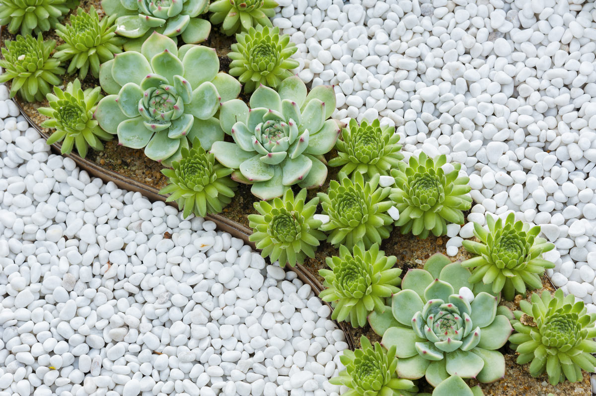 Decorare il giardino con le pietre bianche.