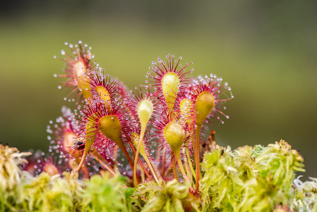 pianta carnivora drosera