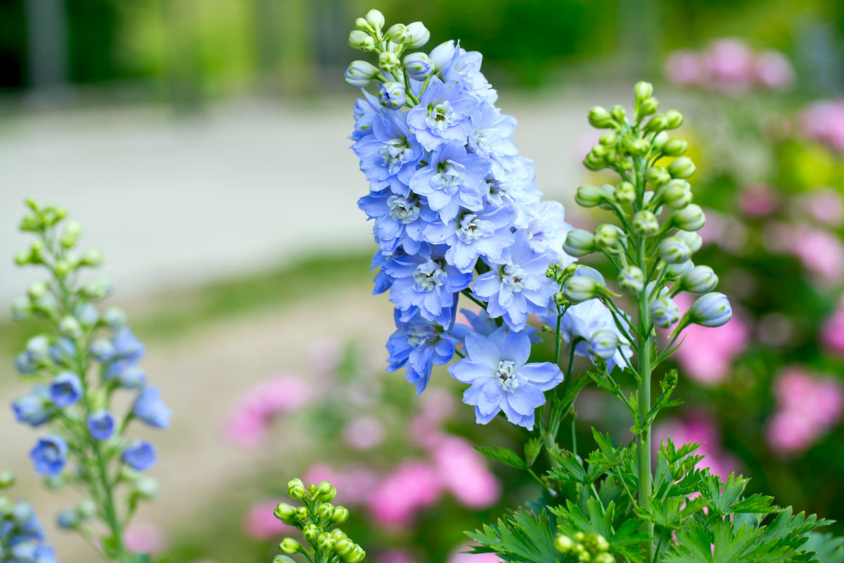 Piante con fiori perenni.