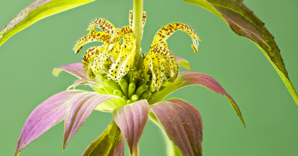 Monarda punctata, una pianta antizanzare.