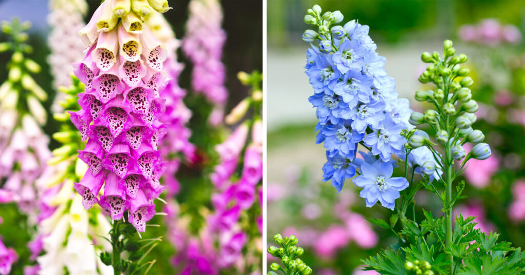 Piante con fiori perenni.