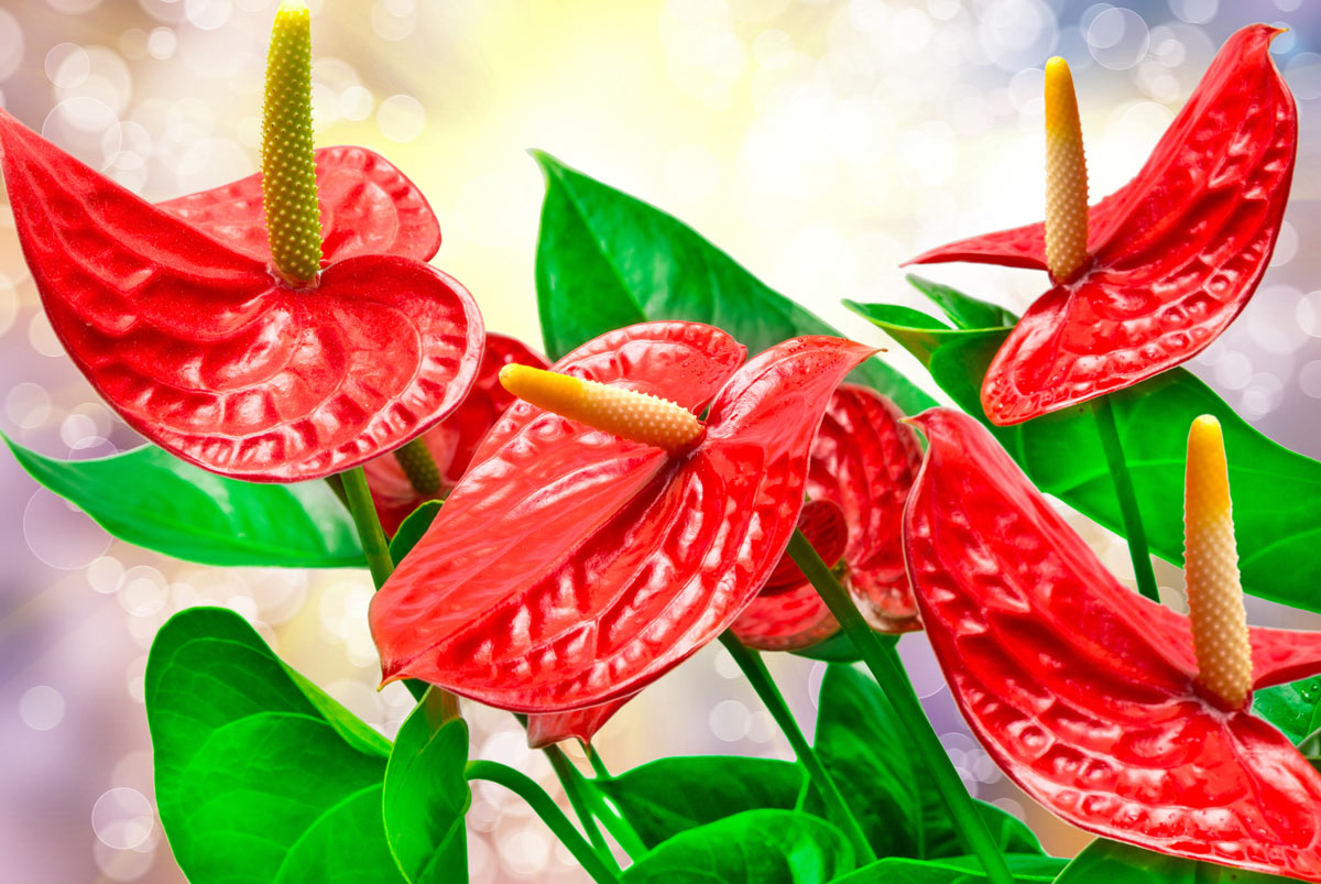 Anthurium