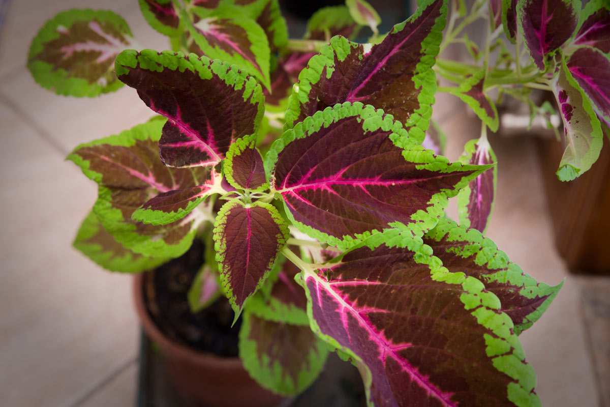 coleus arcobaleno