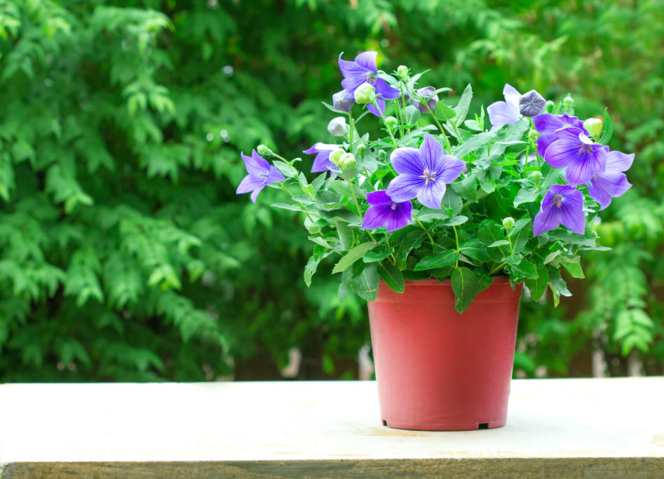 platycodon grandiflorus in vaso