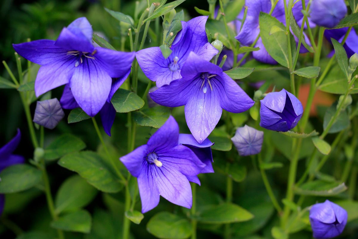 Platycodon grandiflorus