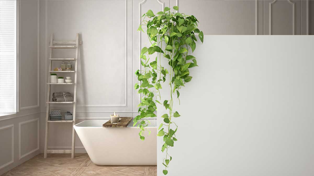 piante efficaci per eliminare i cattivi odori in bagno